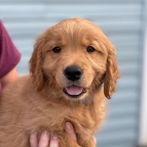 Meet your Posher, Sam